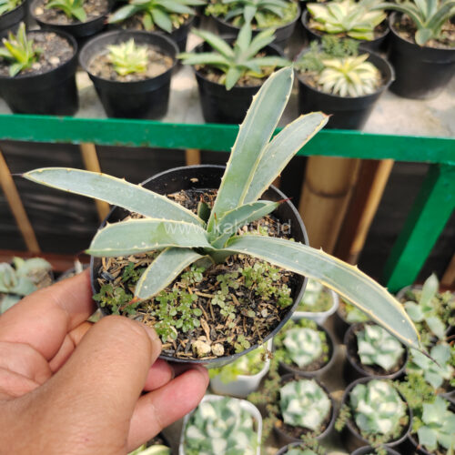 Agave Macrocanta Blue Ribbon, real gallery image #7 plants. Picture taken directly from kaktus.id community Agave farmer green houses.