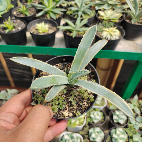 Agave Macrocanta Blue Ribbon, real gallery image #6 plants. Picture taken directly from kaktus.id community Agave farmer green houses.