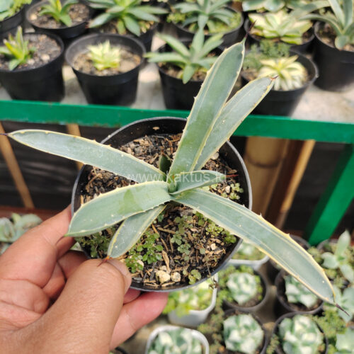 Agave Macrocanta Blue Ribbon, real gallery image #5 plants. Picture taken directly from kaktus.id community Agave farmer green houses.