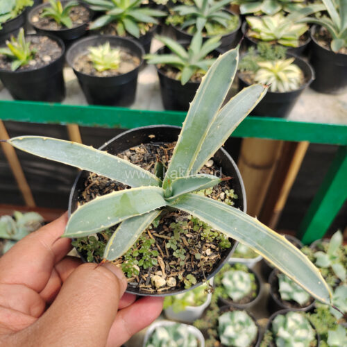 Agave Macrocanta Blue Ribbon, real gallery image #4 plants. Picture taken directly from kaktus.id community Agave farmer green houses.