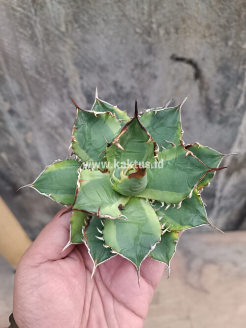 Agave Titanota Banana Peel, real gallery image #17 plants. Picture taken directly from kaktus.id community Agave farmer green houses.