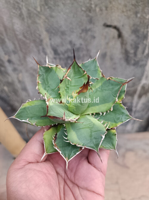 Agave Titanota Banana Peel, real gallery image #8 plants. Picture taken directly from kaktus.id community Agave farmer green houses.