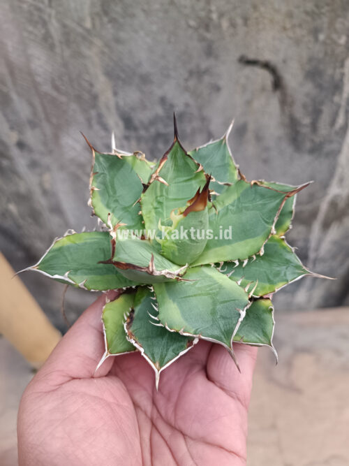 Agave Titanota Banana Peel, real gallery image #7 plants. Picture taken directly from kaktus.id community Agave farmer green houses.