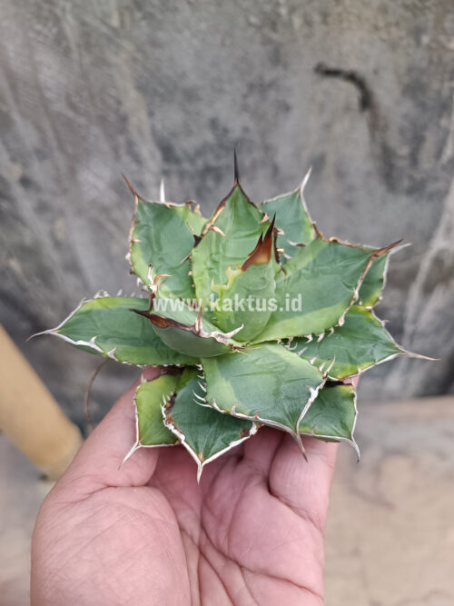 Agave Titanota Banana Peel, real gallery image #6 plants. Picture taken directly from kaktus.id community Agave farmer green houses.