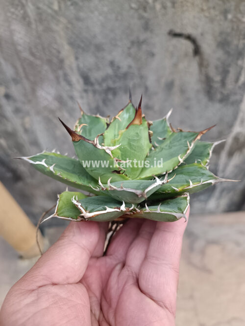 Agave Titanota Banana Peel, real gallery image #5 plants. Picture taken directly from kaktus.id community Agave farmer green houses.