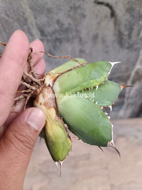 Agave Titanota Banana Peel, real gallery image #4 plants. Picture taken directly from kaktus.id community Agave farmer green houses.
