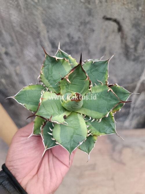 Agave Titanota Banana Peel, real gallery image #3 plants. Picture taken directly from kaktus.id community Agave farmer green houses.