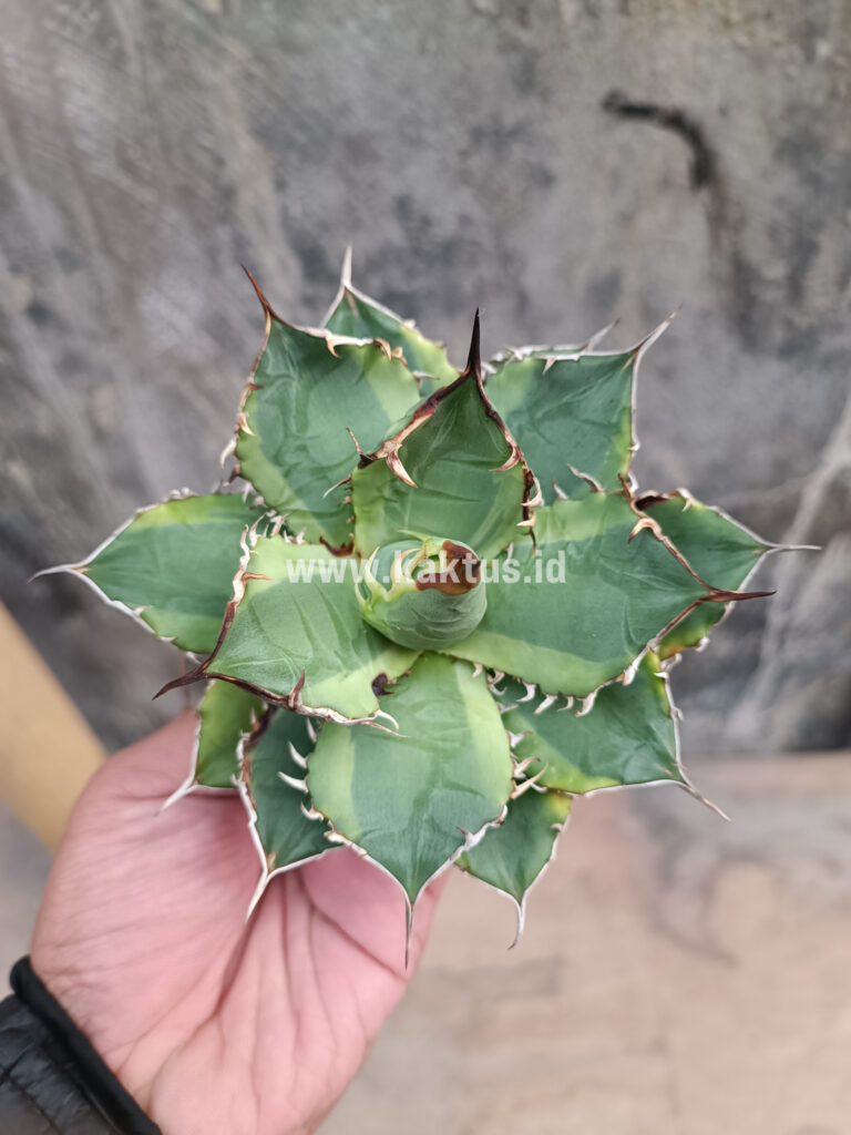 kaktus.id