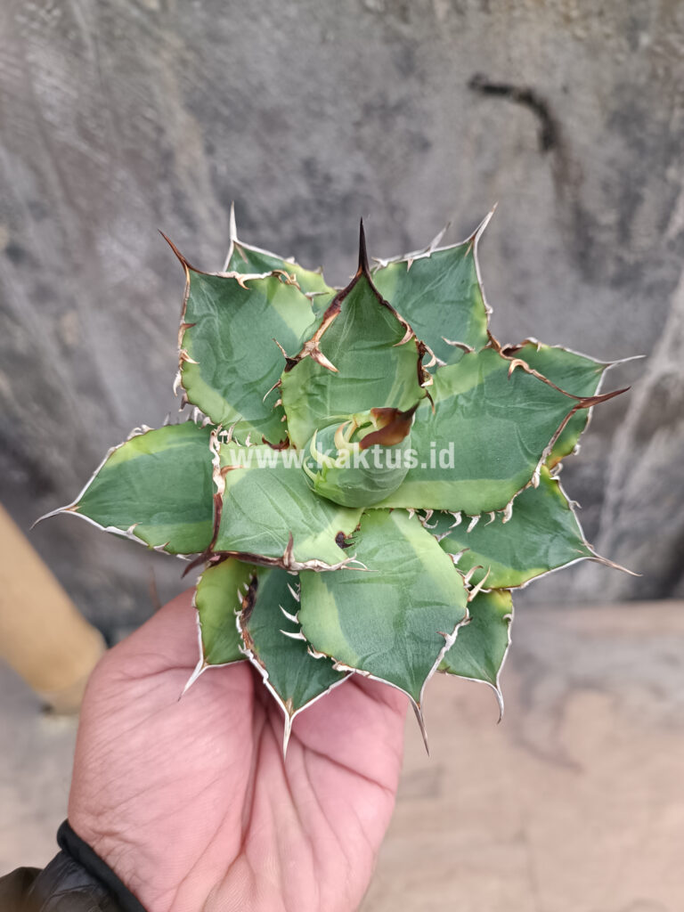 kaktus.id