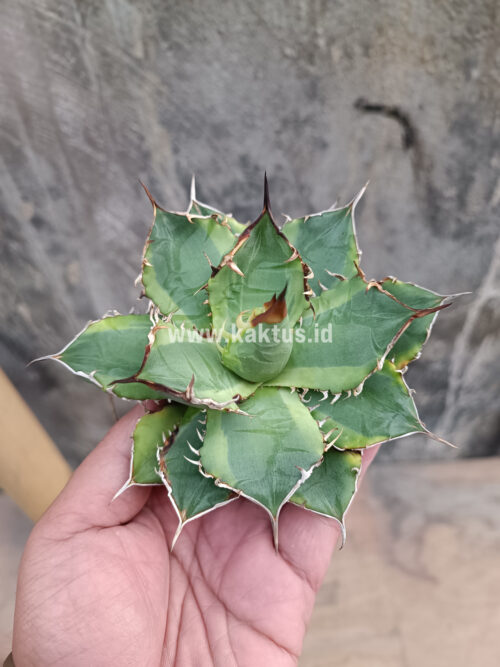 Agave Titanota Banana Peel, real gallery image #16 plants. Picture taken directly from kaktus.id community Agave farmer green houses.