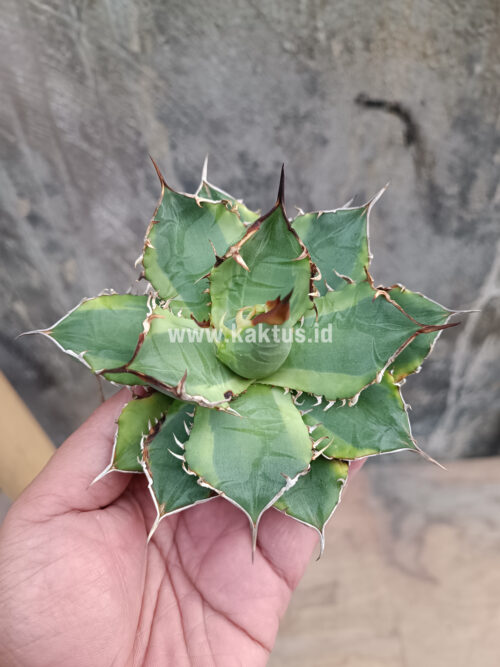 Agave Titanota Banana Peel, real gallery image #15 plants. Picture taken directly from kaktus.id community Agave farmer green houses.