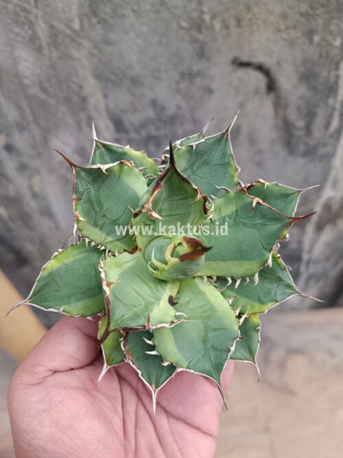 Agave Titanota Banana Peel, real gallery image #14 plants. Picture taken directly from kaktus.id community Agave farmer green houses.