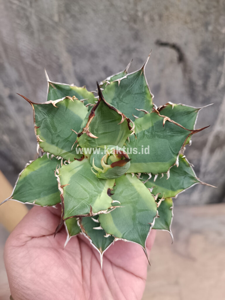 kaktus.id