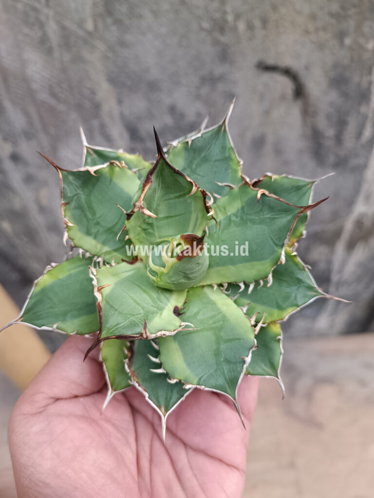 kaktus.id