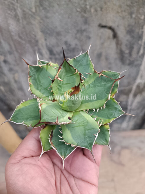 Agave Titanota Banana Peel, real gallery image #11 plants. Picture taken directly from kaktus.id community Agave farmer green houses.