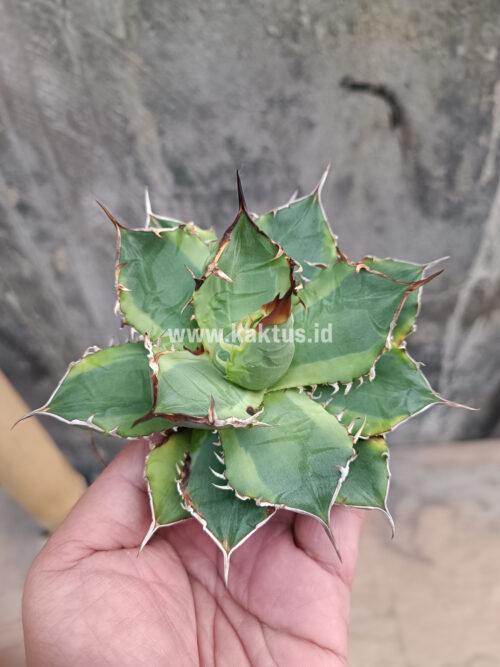 Agave Titanota Banana Peel, real gallery image #10 plants. Picture taken directly from kaktus.id community Agave farmer green houses.