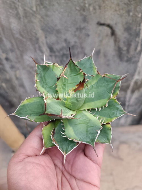 Agave Titanota Banana Peel, real gallery image #9 plants. Picture taken directly from kaktus.id community Agave farmer green houses.