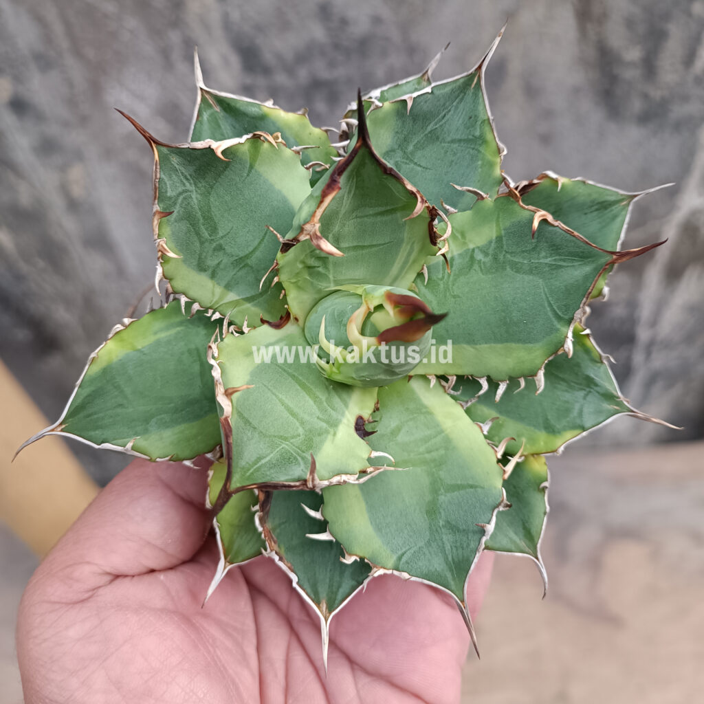 kaktus.id