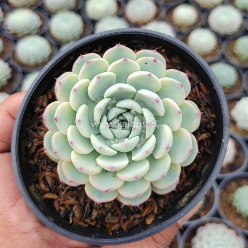 Echeveria Blue Minima Yellow Stripes, real gallery image #3 plants. Picture taken directly from kaktus.id community Echeveria farmer green houses.
