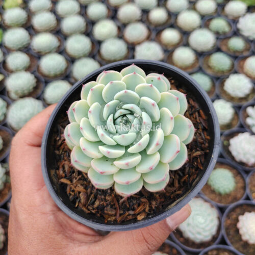 Echeveria Blue Minima Yellow Stripes, real gallery image #4 plants. Picture taken directly from kaktus.id community Echeveria farmer green houses.