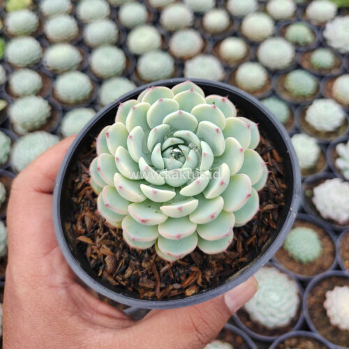 Echeveria Blue Minima Yellow Stripes, real gallery image #5 plants. Picture taken directly from kaktus.id community Echeveria farmer green houses.