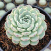 Echeveria Blue Minima Yellow Stripes, real gallery image #6 plants. Picture taken directly from kaktus.id community Echeveria farmer green houses.
