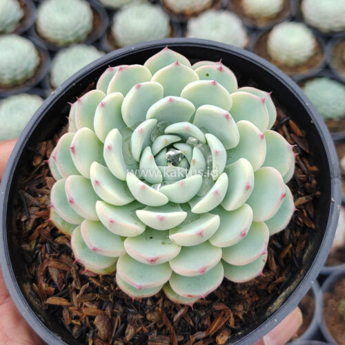 Echeveria Blue Minima Yellow Stripes, real gallery image #1 plants. Picture taken directly from kaktus.id community Echeveria farmer green houses.