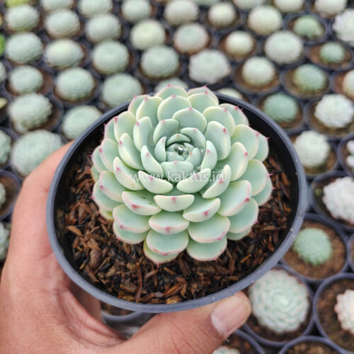 Echeveria Blue Minima Yellow Stripes, real gallery image #7 plants. Picture taken directly from kaktus.id community Echeveria farmer green houses.