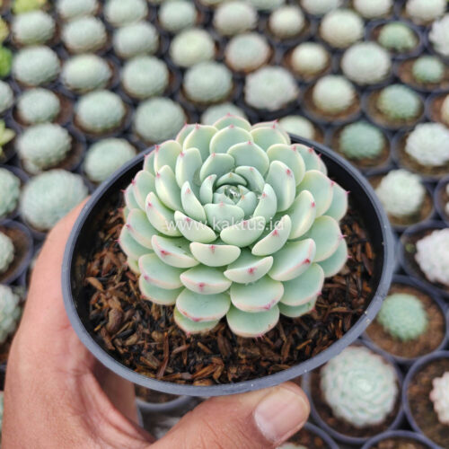 Echeveria Blue Minima Yellow Stripes, real gallery image #2 plants. Picture taken directly from kaktus.id community Echeveria farmer green houses.