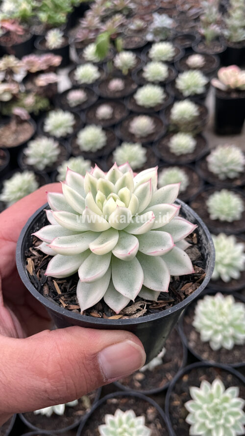 Echeveria Mebina Variegated, real gallery image #10 plants. Picture taken directly from kaktus.id community Echeveria farmer green houses.