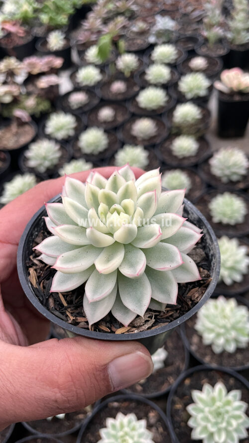 Echeveria Mebina Variegated, real gallery image #9 plants. Picture taken directly from kaktus.id community Echeveria farmer green houses.
