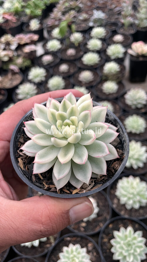 Echeveria Mebina Variegated, real gallery image #8 plants. Picture taken directly from kaktus.id community Echeveria farmer green houses.