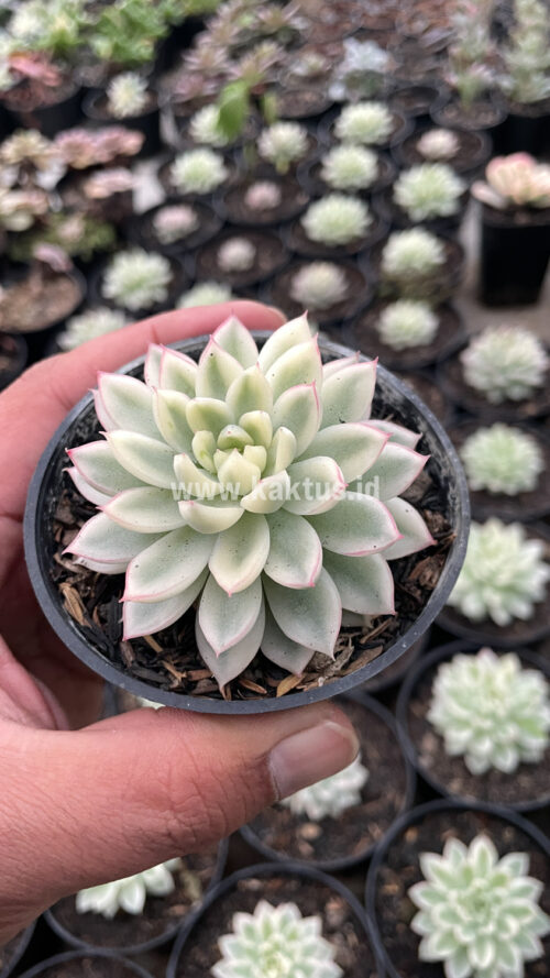 Echeveria Mebina Variegated, real gallery image #7 plants. Picture taken directly from kaktus.id community Echeveria farmer green houses.