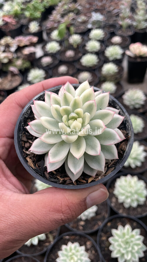 Echeveria Mebina Variegated, real gallery image #6 plants. Picture taken directly from kaktus.id community Echeveria farmer green houses.