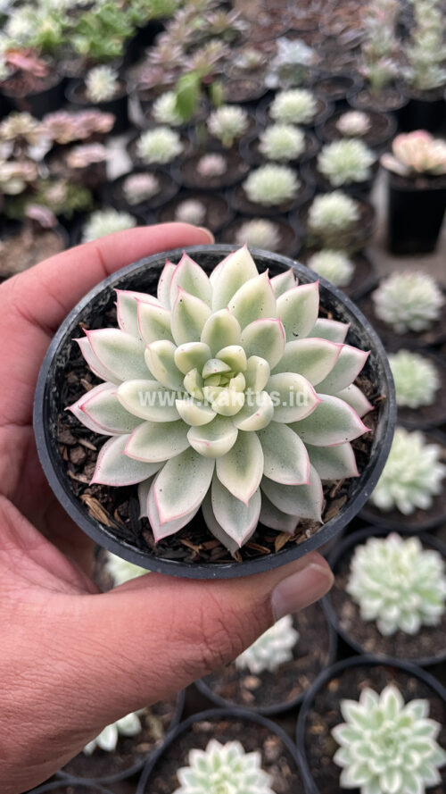 Echeveria Mebina Variegated, real gallery image #5 plants. Picture taken directly from kaktus.id community Echeveria farmer green houses.