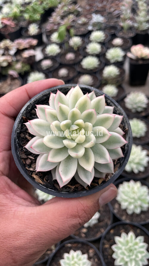 Echeveria Mebina Variegated, real gallery image #4 plants. Picture taken directly from kaktus.id community Echeveria farmer green houses.