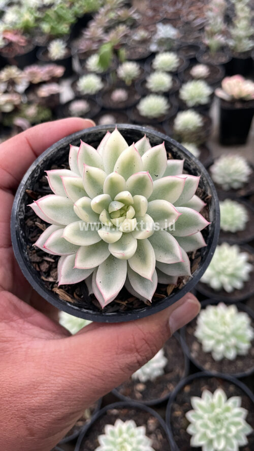 Echeveria Mebina Variegated, real gallery image #3 plants. Picture taken directly from kaktus.id community Echeveria farmer green houses.
