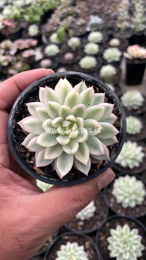 Echeveria Mebina Variegated, real gallery image #2 plants. Picture taken directly from kaktus.id community Echeveria farmer green houses.