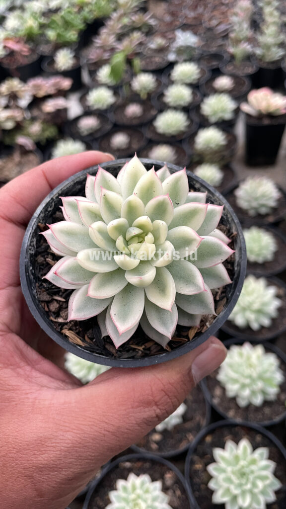 kaktus.id