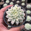 Echeveria Mebina Variegated, real feature image plant. Picture taken directly from kaktus.id community Echeveria farmer green houses.