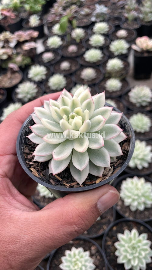 Echeveria Mebina Variegated, real gallery image #14 plants. Picture taken directly from kaktus.id community Echeveria farmer green houses.