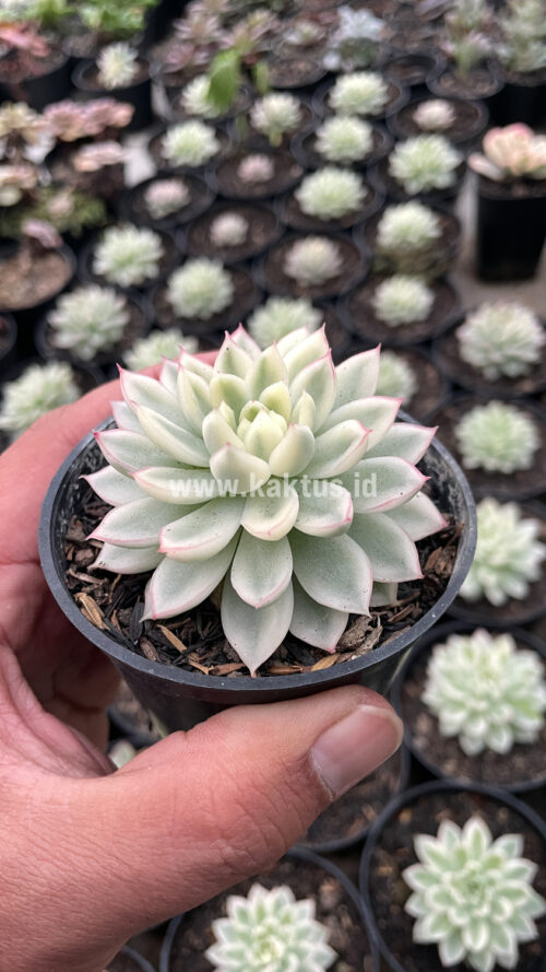 Echeveria Mebina Variegated, real gallery image #13 plants. Picture taken directly from kaktus.id community Echeveria farmer green houses.