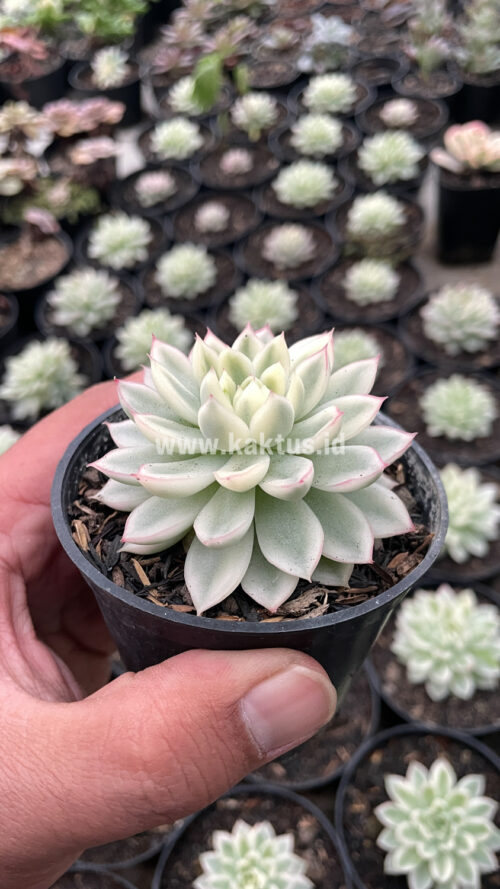 Echeveria Mebina Variegated, real gallery image #12 plants. Picture taken directly from kaktus.id community Echeveria farmer green houses.