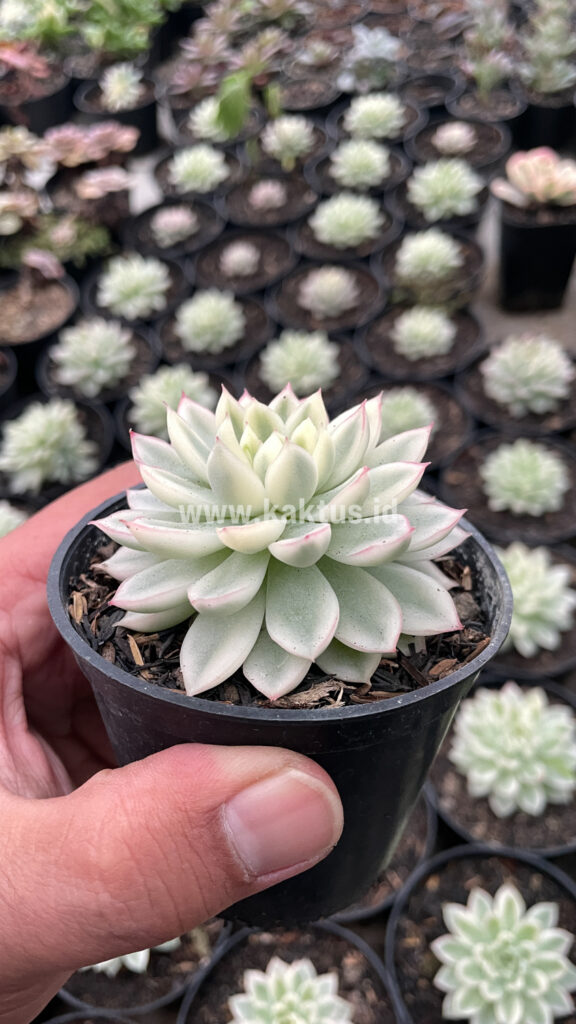kaktus.id