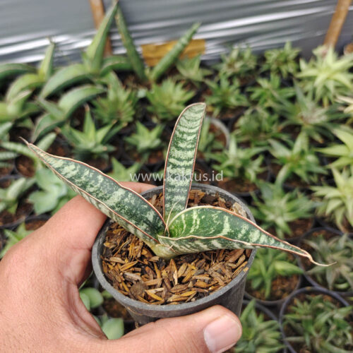 Sansevieria Fischeri, real gallery image #2 plants. Picture taken directly from kaktus.id community Sansevieria farmer green houses.