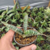Sansevieria Fischeri, real gallery image #3 plants. Picture taken directly from kaktus.id community Sansevieria farmer green houses.