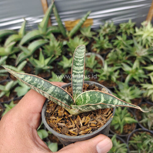 Sansevieria Fischeri, real gallery image #3 plants. Picture taken directly from kaktus.id community Sansevieria farmer green houses.