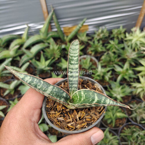Sansevieria Fischeri, real gallery image #4 plants. Picture taken directly from kaktus.id community Sansevieria farmer green houses.