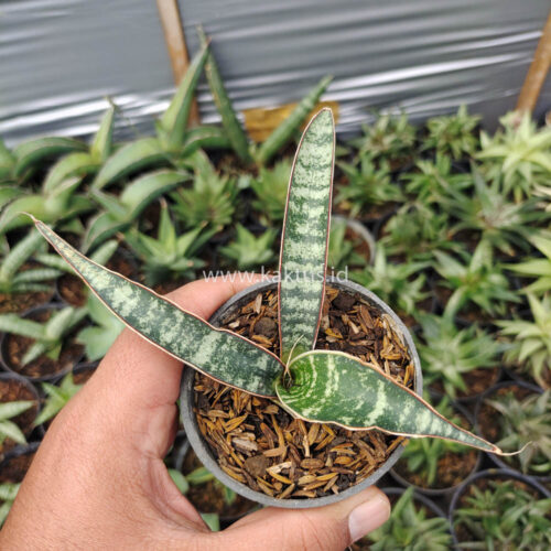 Sansevieria Fischeri, real gallery image #5 plants. Picture taken directly from kaktus.id community Sansevieria farmer green houses.