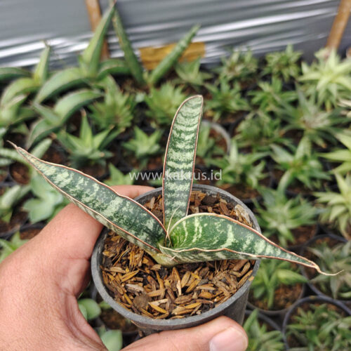 Sansevieria Fischeri, real gallery image #1 plants. Picture taken directly from kaktus.id community Sansevieria farmer green houses.